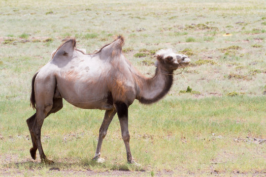 Image of camels in Kazakhstan steppes