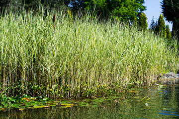 shore of the lake in the park