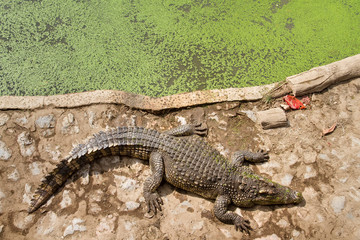 Crocodiles Resting at Samut Prakan Crocodile Farm and Zoo, Thail