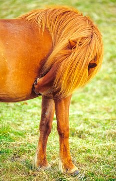 Islandpferd mit langer M&auml;hne kratzt sich am Bauch auf einer Weide in Island/ Iceland, Europa 