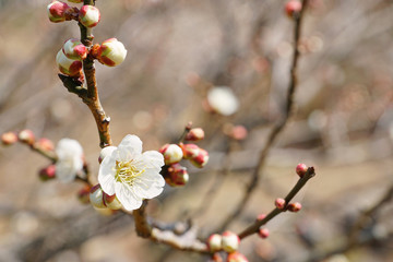 白い梅の花　咲く　横