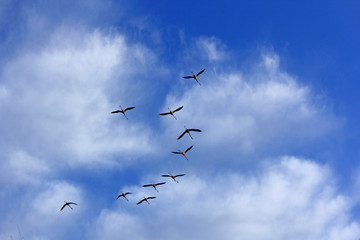 formation de flamants