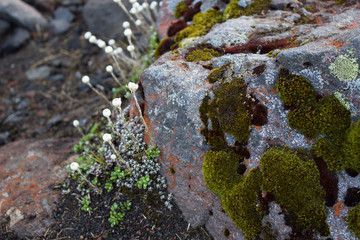 Moss on the rocks
