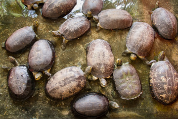 Turtle at Samut Prakan Crocodile Farm and Zoo, Thailand.