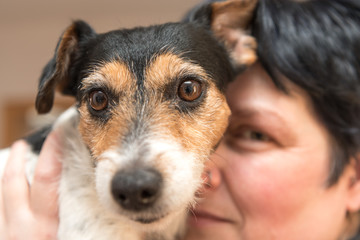 Friendship between woman and dog - jack russell terrier