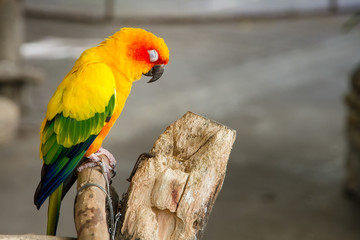 Colorful parrot birds at Samut Prakan Crocodile Farm and Zoo, Th