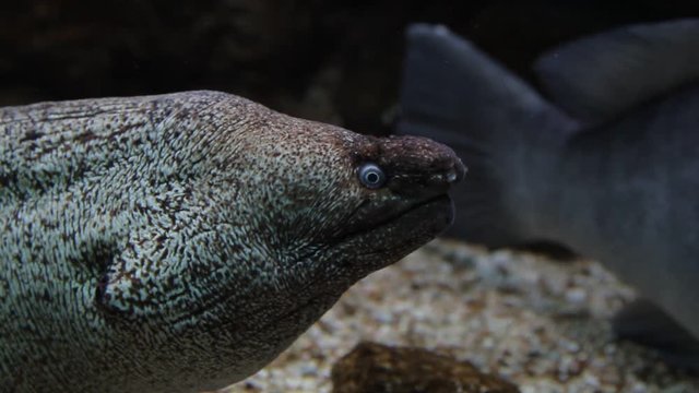 Close up muray eel eye contact
