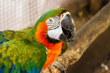 Colorful parrot birds at Samut Prakan Crocodile Farm and Zoo, Th