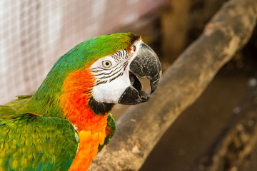 Colorful parrot birds at Samut Prakan Crocodile Farm and Zoo, Th