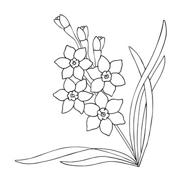 vector monochrome illustration of narcissus daffodil flowers