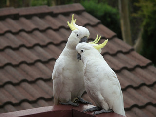 Sulfur-crested Cockatoo preening another