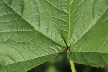 Leaf macro of Malva sylvestris, the common mallow