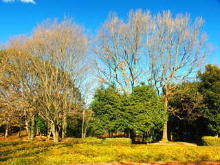 Fototapeta premium 枯れ木のある公園風景