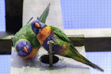 Lori parakeet