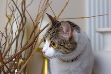 Curious Cat in profile