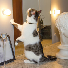 Cat and mirror