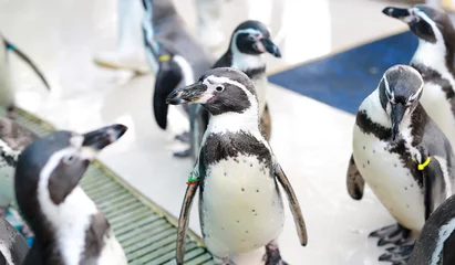 Crédence de cuisine en verre imprimé Pingouin Humboldt Penguin (Spheniscus humboldti)