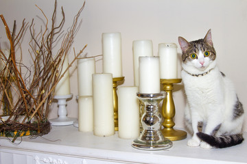 Surprised Cat and candles