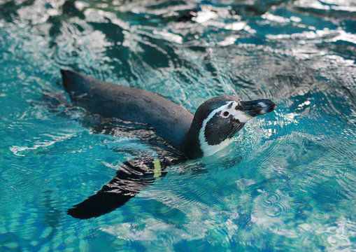 Humboldt Penguin (Spheniscus humboldti) swimming
