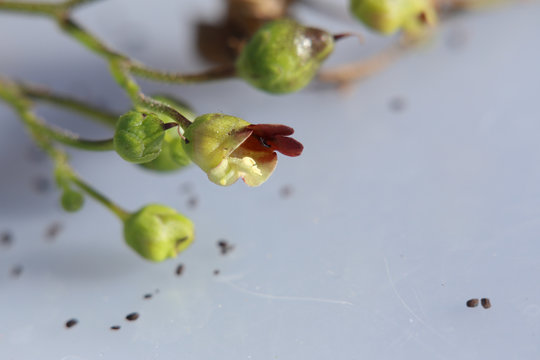 Blossoms of the common figwort (Scrophularia nodosa)