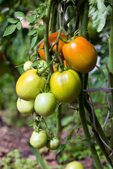 red and green tomatoes growing on a branch. Fresh tomatoes.