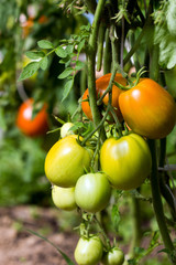 red and green tomatoes on the bushes. Tomatoes in the greenhouse.