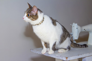 Cat on sewing machine