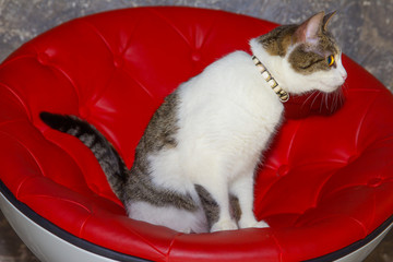 Cat in profile on red chair