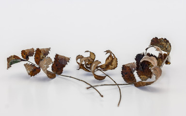 Dry branches