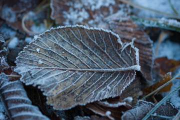 Frozen leaf