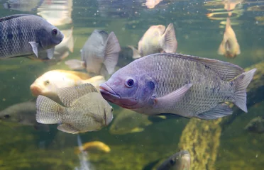 Deurstickers Vis Rode Tilapia-vissen die in een vijver zwemmen
