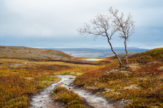 Trail with single tree next to it in a moorland valley 