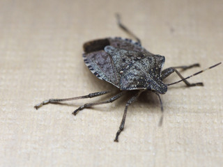 brown marmorated stink bug insect animal
