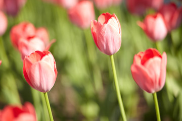 beautiful tulips