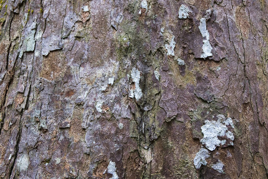 image background, surface and texture detail of rough tree skin.