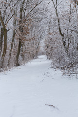 Winter forest.Forest snowy road in winter