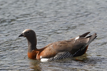Pato cauquen lago Bariloche Rio Negro Argentina
