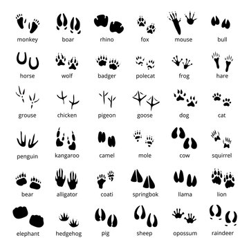 Silhouette Animal Track Set