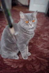 pets: the cat sits on a carpet and plays with wooden plaochka