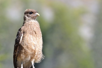 Chimango pichon El Bolson Rio Negro Argentina