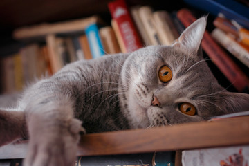 pets: the cat plays on the shelf with books.