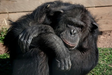 Chimpanz&eacute;