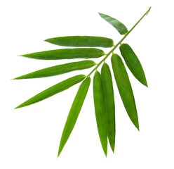 Leaf of Bamboo isolated on white background