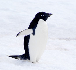 wild penguin on snow