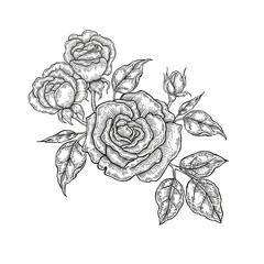 Hand drawn vector flowers. Vintage floral composition, rose flowers
