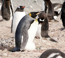 Wild penguins resting by the sea coast