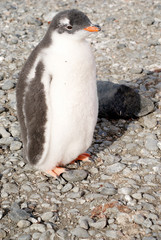 Fototapeta premium Wild penguins resting by the sea coast
