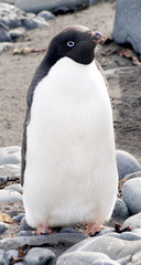 Wild penguins resting by the sea coast