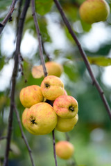 Yellow apples