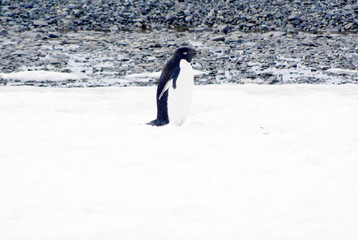 wild penguin on snow